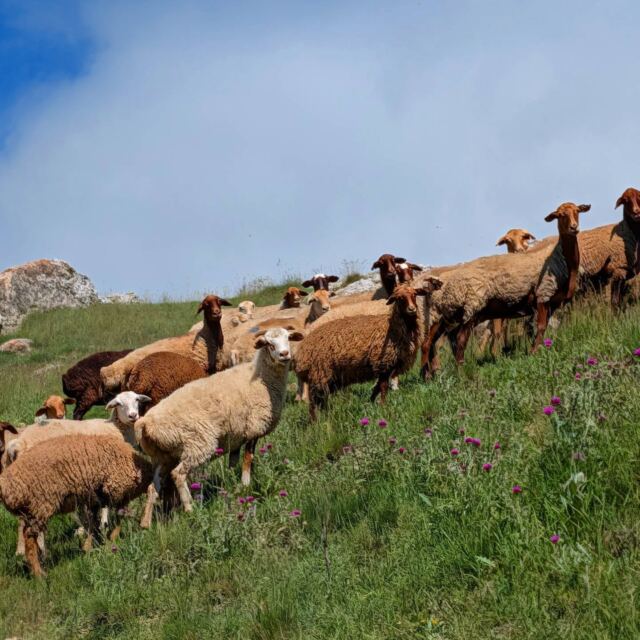 These guys 🐑 🐐 Many of the hiking trails we use today in Azerbaijan weren't built for recreation. For generations, trail